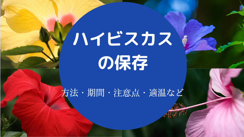 ハイビスカスの種類