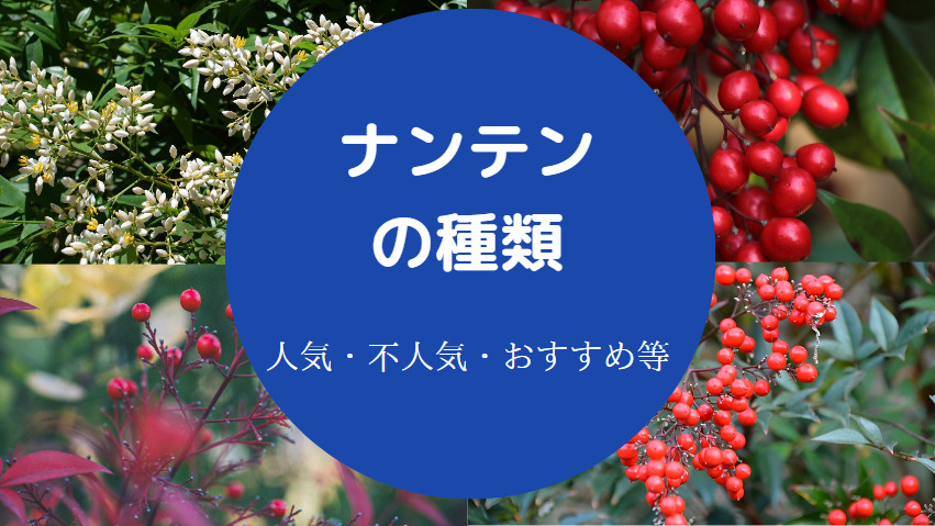 ナンテンの種類