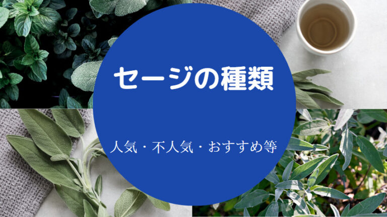 【セージの種類】写真・食用・おすすめ・花の育て方・注意点など