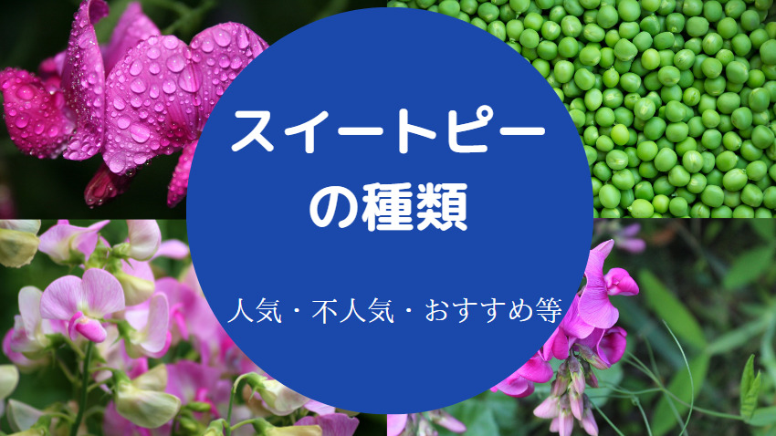 スイートピーの種類