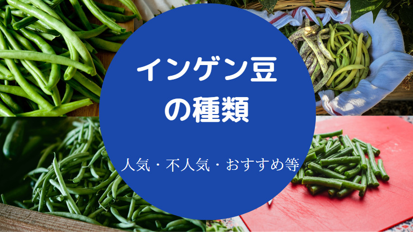 インゲン豆の種類