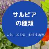 サルビアの種類