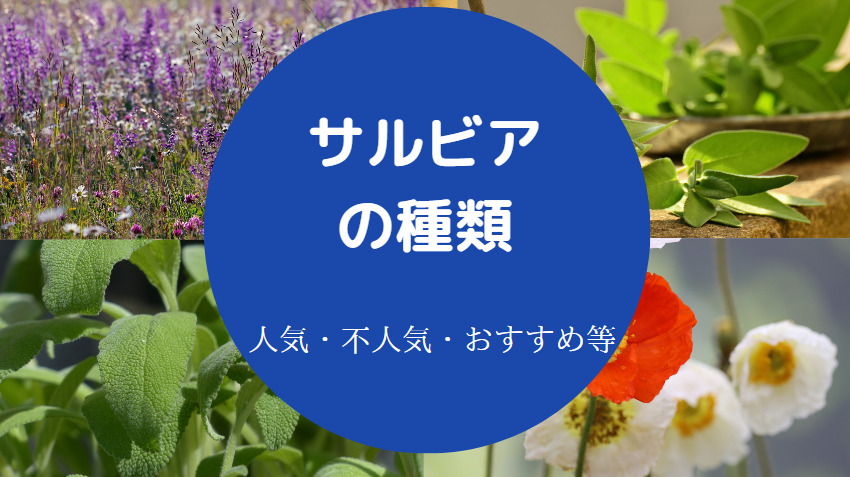 サルビアの種類