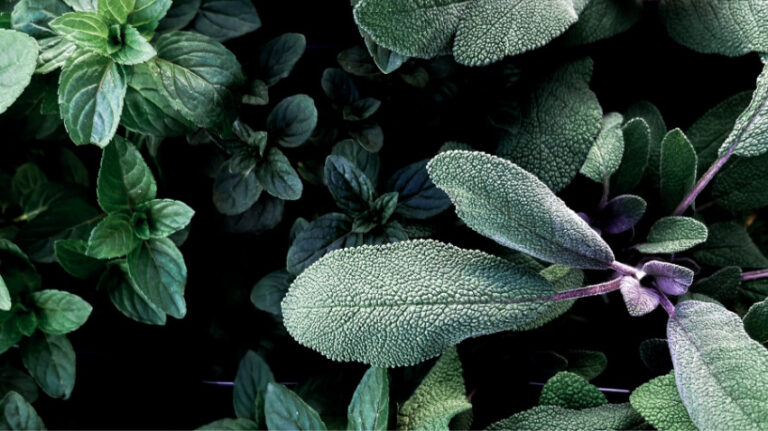 【セージの種類】写真・食用・おすすめ・花の育て方・注意点など
