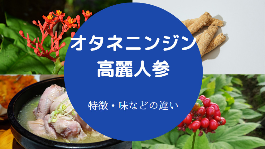 オタネニンジンと高麗人参の違いについて