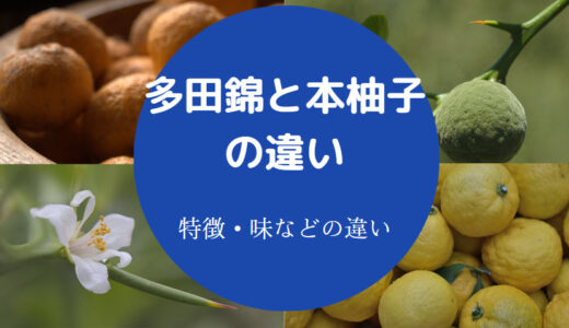 【多田錦と本柚子の違い】実がならない？とげ？食べ方・香りなど