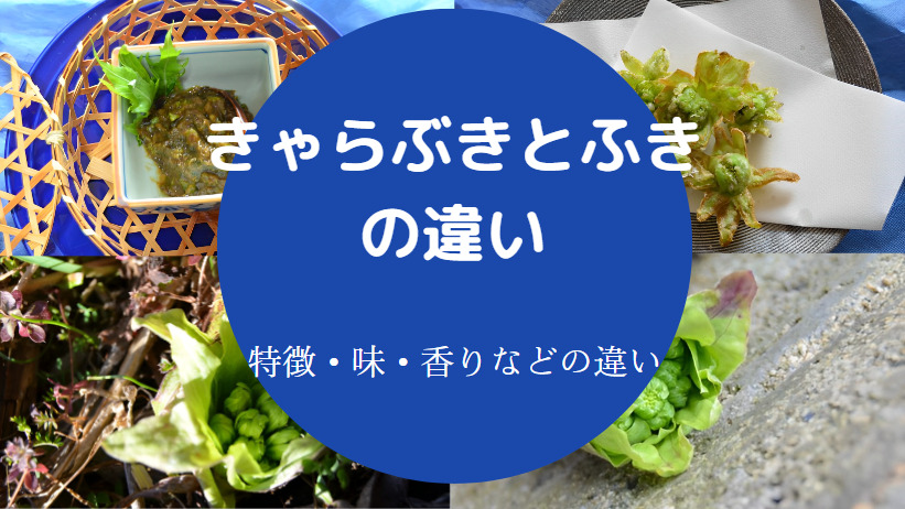 きゃらぶきとふきの違いについて