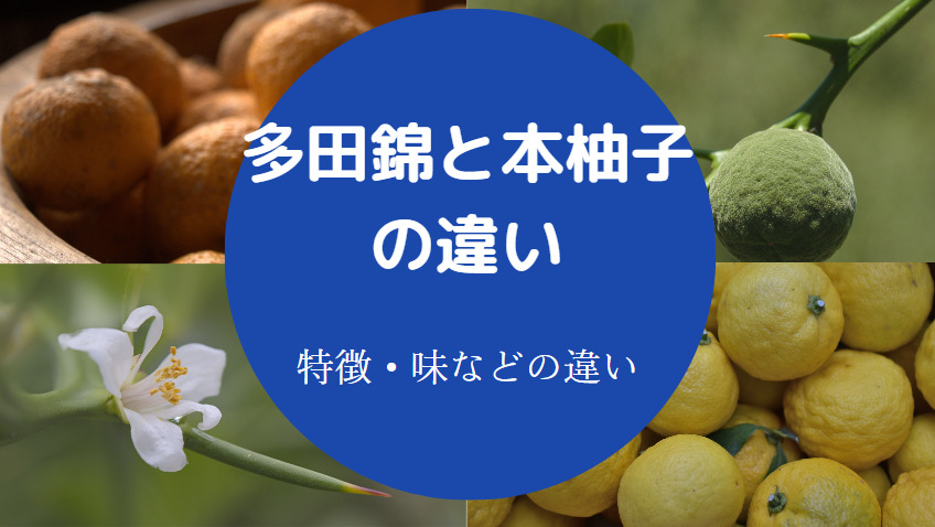 多田錦と本柚子の違いについて